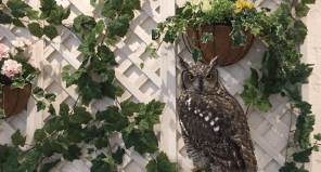 フクロウのお庭 owl’s garden